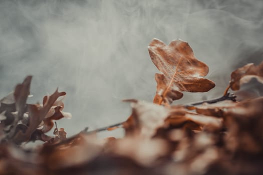 Autumn theme with oak leafs