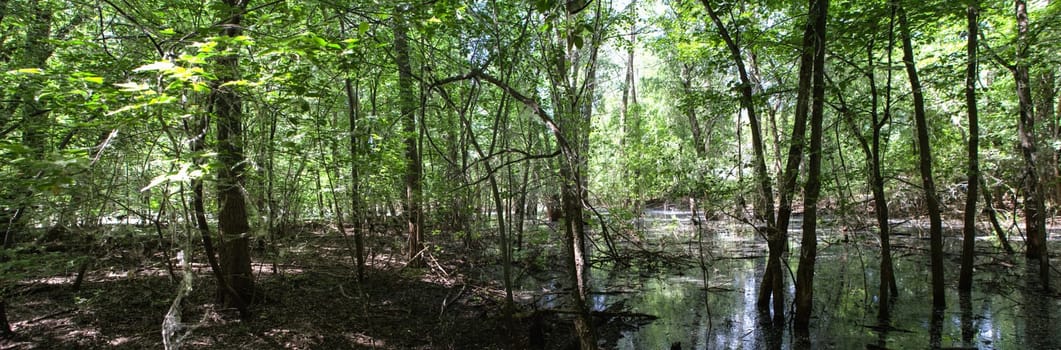 Bald Trees reflecting in the water  in a swamp on a warm summer day