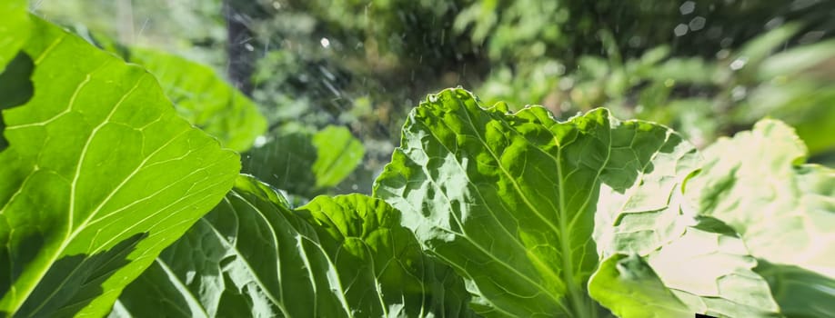 close-up of  fresh cabbage in the  vegetable garden