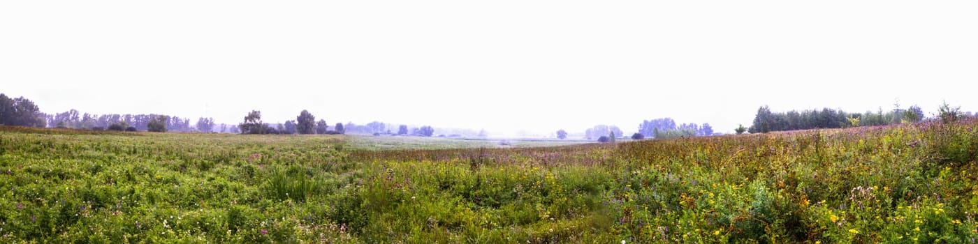 green grass field in big city  park