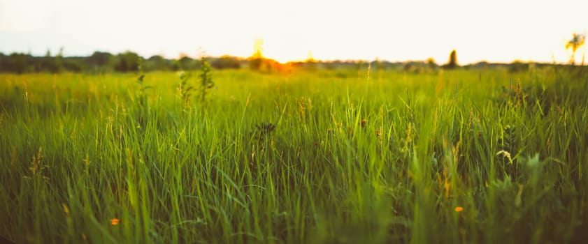 Field of grass,blue sky  and sun.
