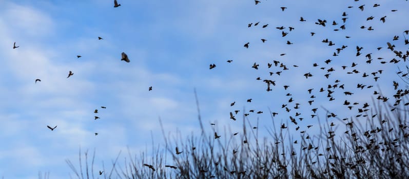 Fall - flock of birds  migrating south