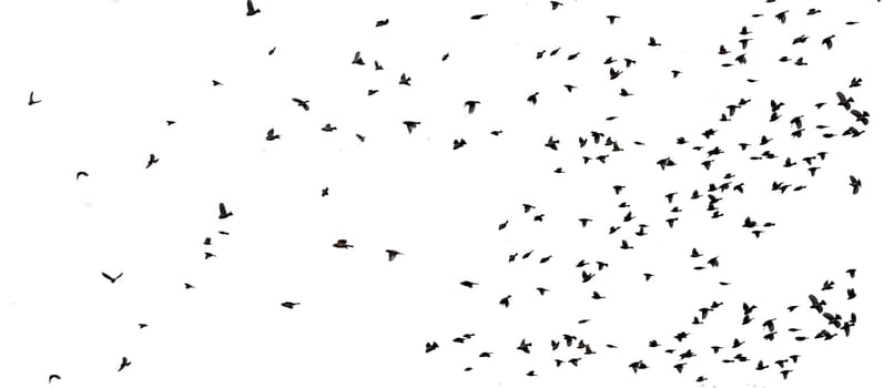 Flying sparrows isolated  on a white background