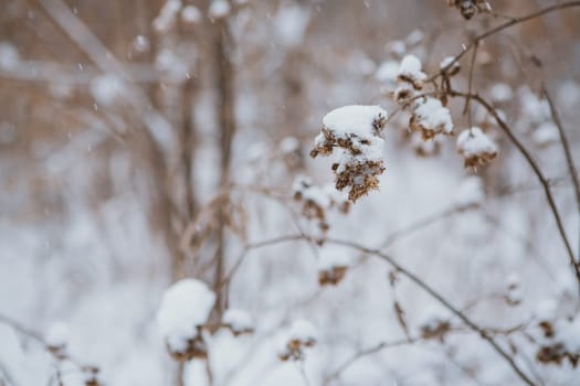 Winter landscape. Pine branch tree under snow