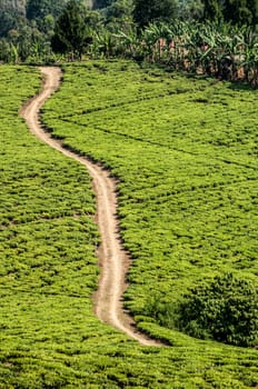 A single lane gravel road runs diagonally through the land of a tea plantation near Rungwi in Southern Tanzania, As viewed from a higher altitude. On both sides of the light brown dusty road lies light green tea plantations with lines that demarcate the individual blocks in which the plants were planted. Behind a natural tropical forest is visible.