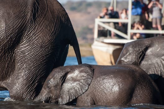Three elephants cross the Chobe river from Sidudu Island to the main land on the Botswana side. They are soaked from head to toe, as toursts watch from a river barge near by.