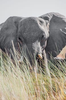 A large grey elephant stares at the viewer from behind some tall grasses with slightly obscures the bottom of the animal while his big ears are spread wide open.