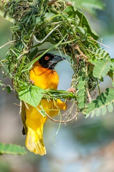 A yellow masked weaver is sitting on an incomplete nest which he is bussy constructing in an acacia tree from fresh green strands of grass.