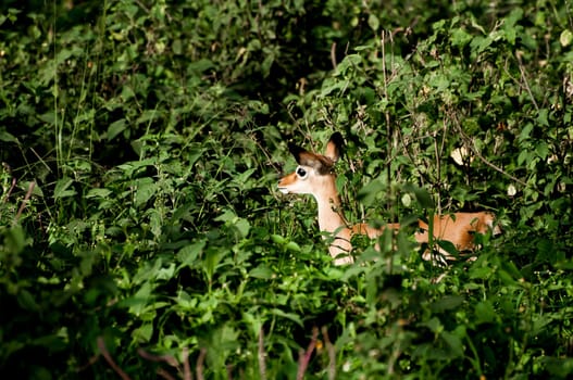 A young, recently born, impala  stands submerged amongst the lush green bushes, witch gives her shelter and protection from any danger.