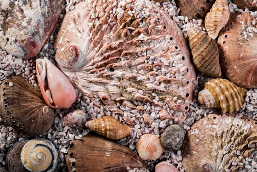 Differents sizes of abalone shells, all mixed with ohter small types fo shells slightly submerged in coarse seasand.