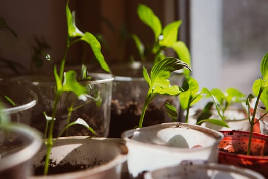 Agriculture, Seeding, Plant seed growing concept selective focus