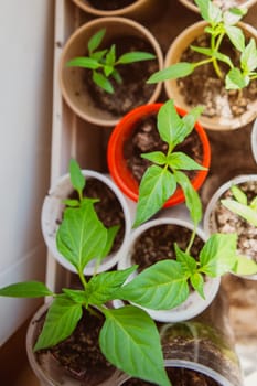 Agriculture, Seeding, Plant seed growing concept selective focus