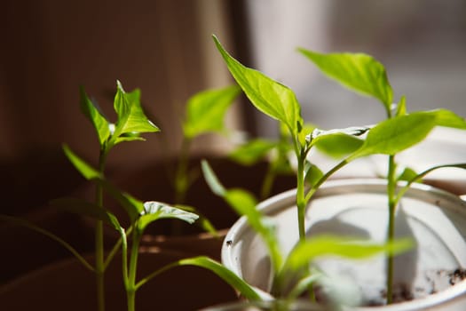 Agriculture, Seeding, Plant seed growing concept selective focus