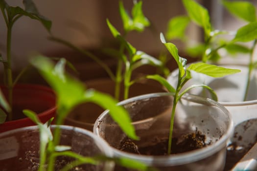 Agriculture, Seeding, Plant seed growing concept selective focus