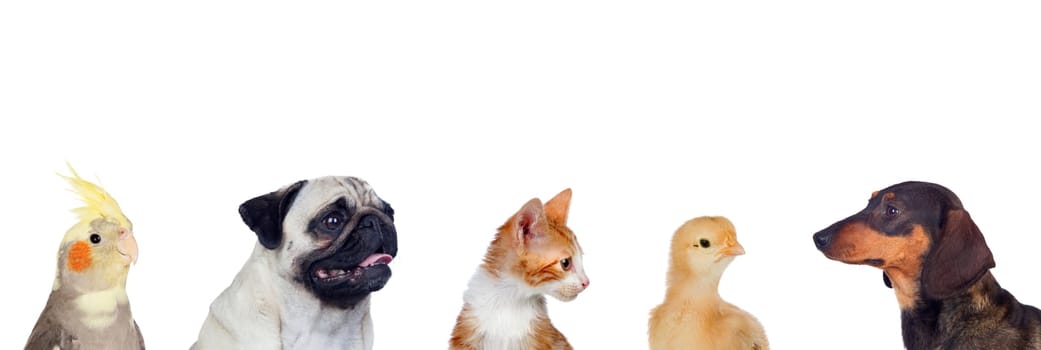 Many pets isolated on a white background