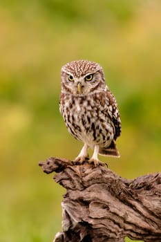 Cute little owl perched on a log