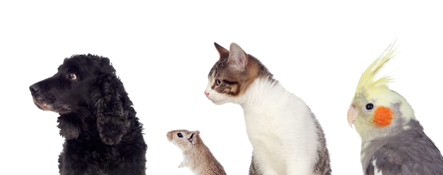 Many pets isolated on a white background