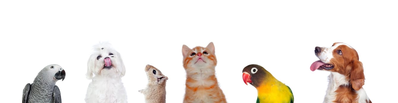 Many pets isolated on a white background