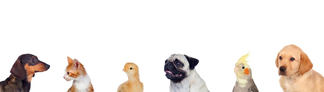 Many pets isolated on a white background