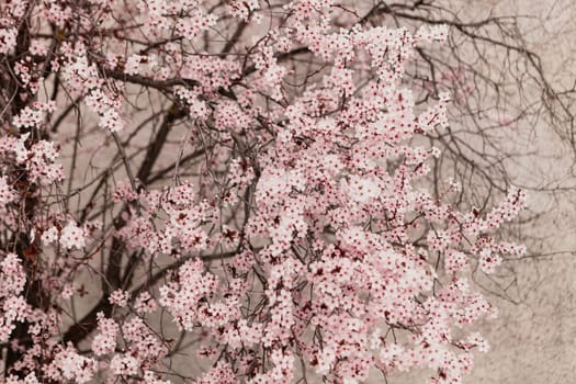 Amazing almond tree full of flowers close up