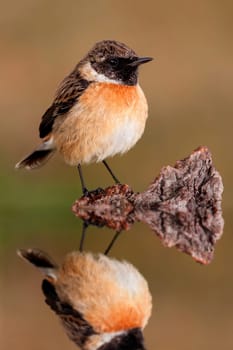 Small bird sith its reflection on the water