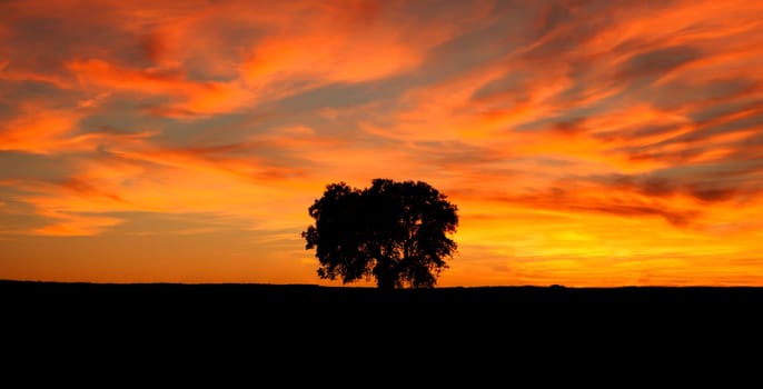 Beautiful sunrise showing a red sky with a dark holm oak