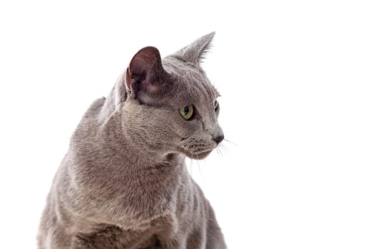 Adorable Grey cat with green eyes isolated on white background