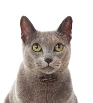 Adorable Grey cat with green eyes isolated on white background
