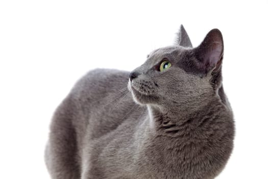 Adorable Grey cat with green eyes isolated on white background