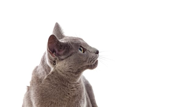 Adorable Grey cat with green eyes isolated on white background