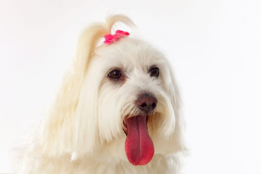 Portratit of a white dog with a pigtail Maltese bichon