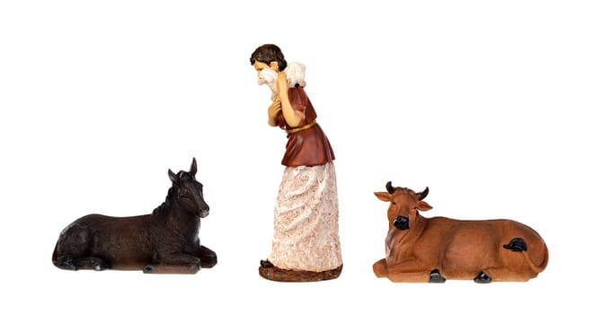 A sheeper offering his sheep in the manger with the ox and the mule, isolated on white background