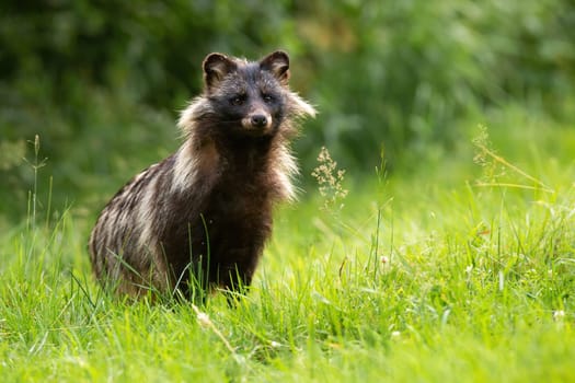 Raccoon dog, nyctereutes procyonoides, standing on grassland in summertime nature from front view with copy space. Dark hairy animal looking to the camera on green meadow.