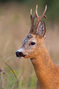 Roe deer, capreolus capreolus, buck looking on field in summer nature in detail. Head of roebuck staring on grassland from close up. Portrait of antlered mammal.