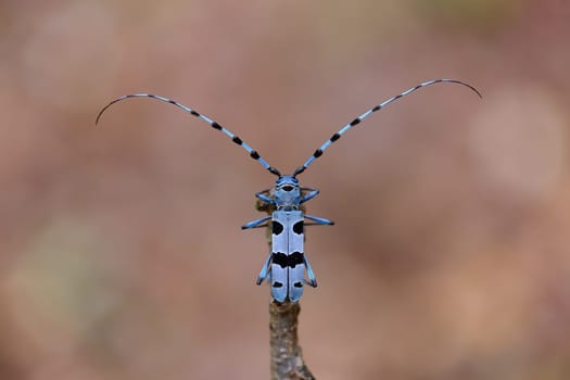 Alpine longhorn beetle, rosalia alpina, sitting on branch in spring. Blue bug with black spots resting on bough in springtime. Top view of rare colorful insect standing on wood.