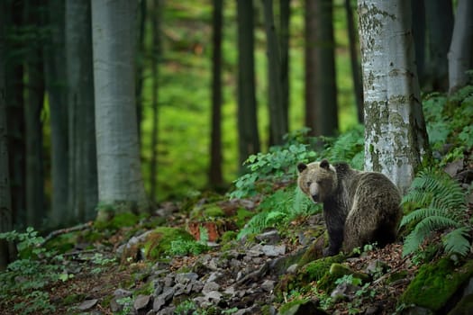 Brown bear, ursus arctos, observing in forest in summertime nature. Big mammal looking to the camera in woodland. Large mammal standing in wilderness with ferns and beech trees.