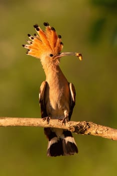 Eurasian hoopoe, upupa epops, sitting on branch in summer at sunset. Feathered animal with crest holding insect in beak in evening illuminated by orange natural light