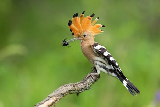 Eurasian hoopoe, upupa epops, holding insect in beak in summer environment. Colorful bird with open crest from feathers sitting on branch with green blurred background.