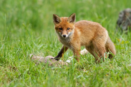 Little red fox, vulpes vulpes, cub looking to the camera on grassland in summer. Young orange predator standing on killed prey on field. Juvenile animal in green environment.