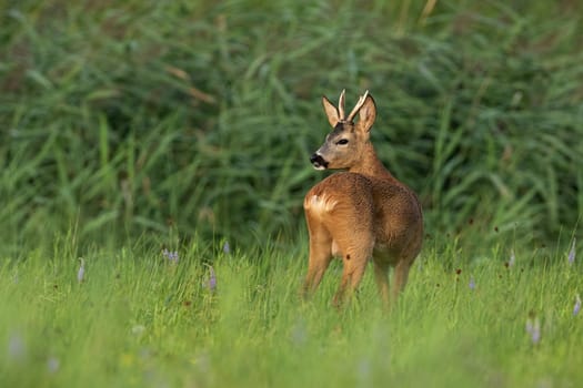 Roe deer, capreolus capreolus, observing on fresh meadow in summer nature. Young buck with small antlers looking over shoulder with green reed in background.