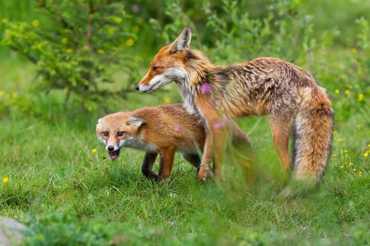 Mother red fox, vulpes vulpes, protecting her cub on a meadow in spring nature. Two mammals standing on a green grass from side view. Animal wildlife in wilderness.