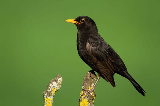 Common blackbird, turdus merula, looking on branch in summer nature. Dark bird with yellow beak sitting on wood. Songbird staring on bough in springtime.