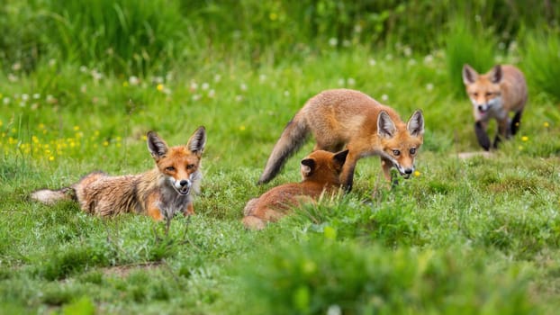 Family of red fox, vulpes vulpes, resting on meadow in summertime nature. Animal mother with bunch of cubs lying on grassland in summer. Many orange mammals sitting on green field