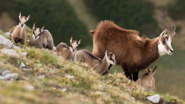 Herd of alpine chamois, rupicapra rupicapra, with kids standing on horizon in spring mountains. Wild goat with youngs looking on hillside. Bunch of mammals watching on slope.