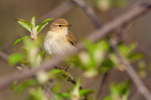 Willow warbler, phylloscopus trochilus, sitting on tree in springtime nature. Little brown and yellow songbird resting on branch with green leaves. Small featehred animal looking on twig.