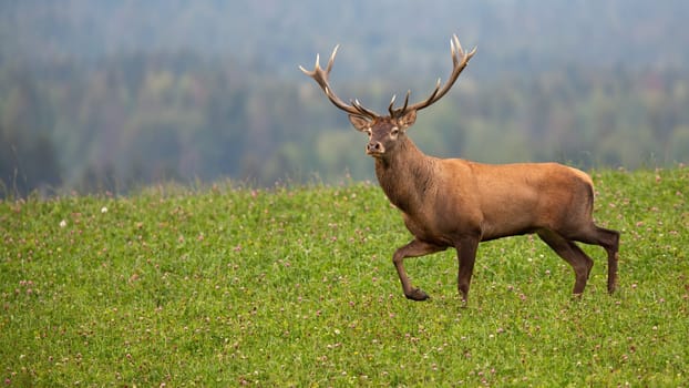 Red deer, cervus elaphus, moving on meadow with woodland in background. Brown stag walking on green grassland in summer nature. Antlered animal going on glade.