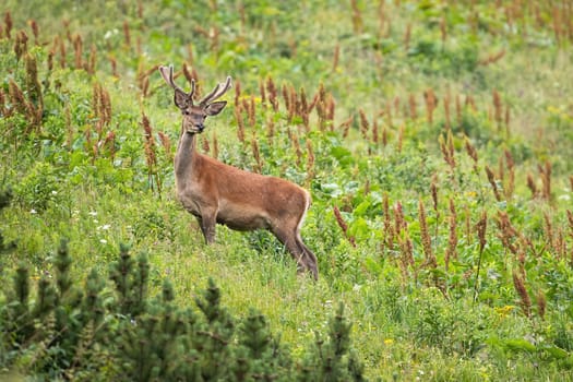 Red deer, cervus elaphus, standing on a steep slope in mountains in summertime nature. Brown stag with growing antlers lookong down the valley. Mammal with brown feathers on alpine meadow.