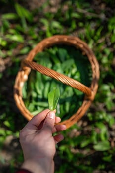 Bear garlic harvesting by human in forest in sunny spring. Person holding leaf of edible plant over the picnic basket. Plucking fresh green herb in woodland.