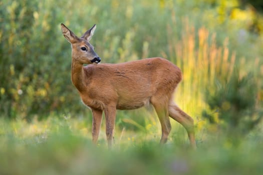 Roe deer, capreolus capreolus, female observing on growing meadow in evening sunlight. Wild doe standing on pasture in sunshine. Brown mammal watching on sunny glade.