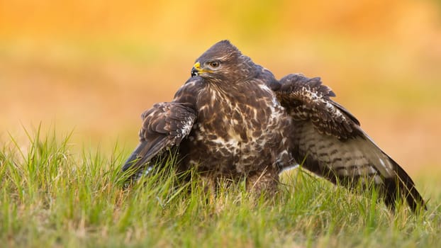 Alert common buzzard, buteo buteo, guarding its prey on a field in spring nature. Wild feathered predator protecting kill with open wings on meadow.